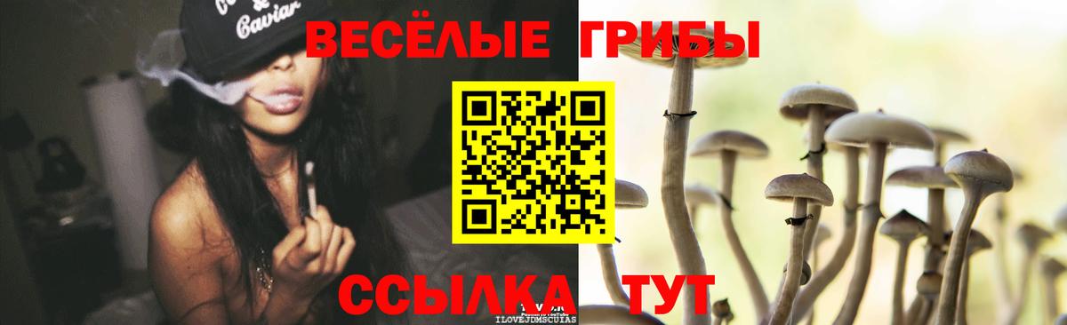 Галлюциногенные грибы Psilocybine cubensis Россия